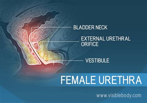 pee hole|Urethra: Location, Anatomy, Function & Conditions .